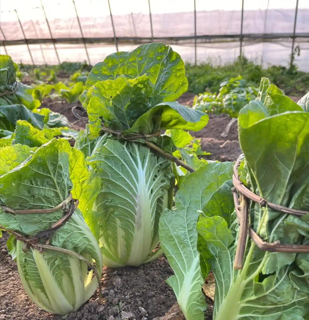霜降后白菜不包心、青菜不长？4个妙招用上，冬天照样收好菜！