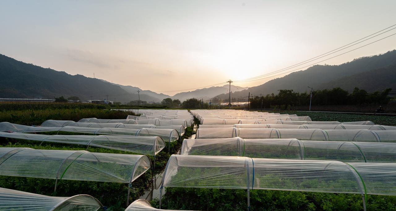 霜降后白菜不包心、青菜不长？4个妙招用上，冬天照样收好菜！