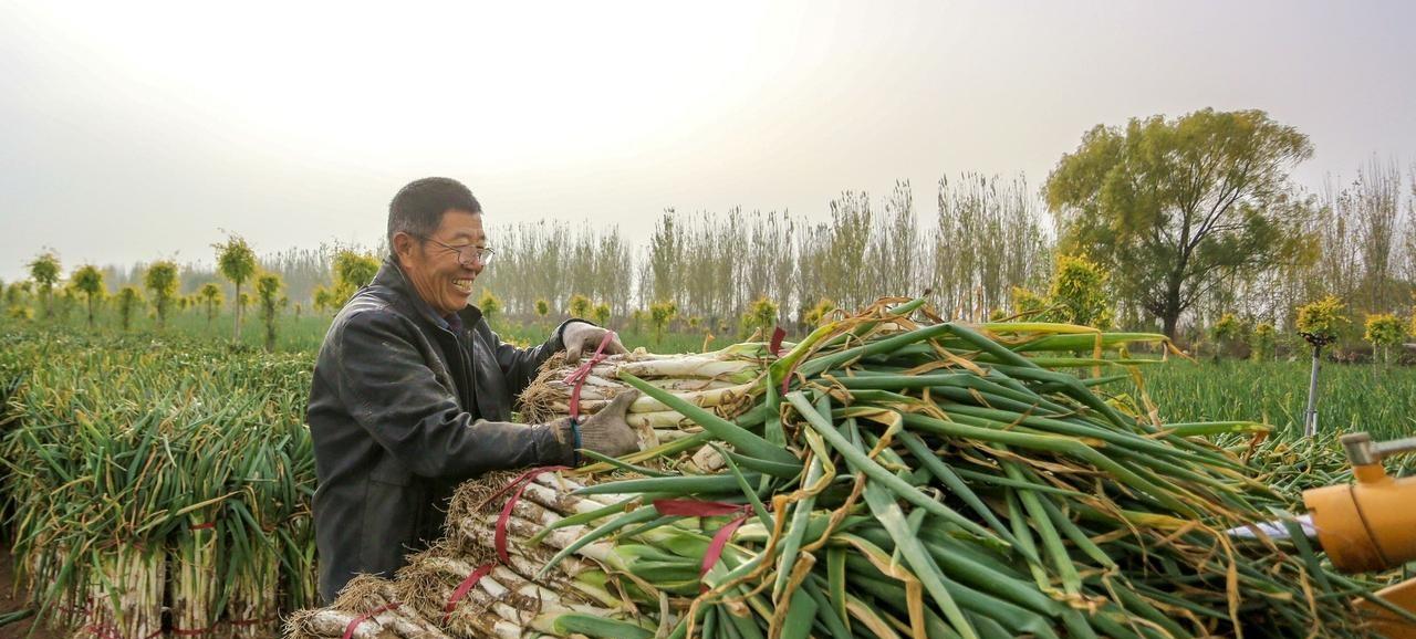 霜降不收葱、心里就发空,早收萝卜晚收菜、时间不对就受害 霜降不收葱、心里就发空,早收萝卜晚收菜、时间不对就受害