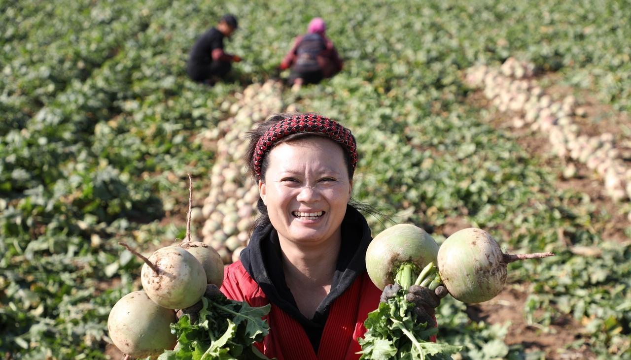 霜降不收葱、心里就发空,早收萝卜晚收菜、时间不对就受害 霜降不收葱、心里就发空,早收萝卜晚收菜、时间不对就受害