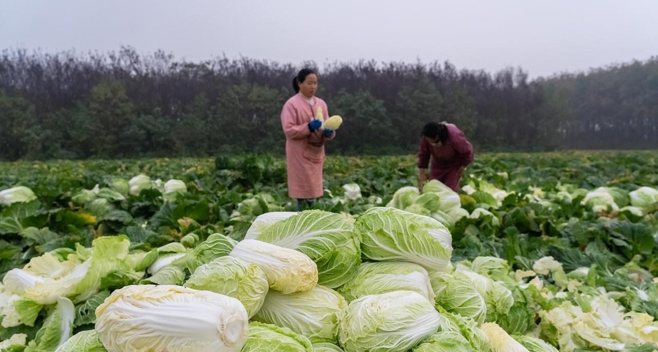 霜降不收葱、心里就发空,早收萝卜晚收菜、时间不对就受害 霜降不收葱、心里就发空,早收萝卜晚收菜、时间不对就受害