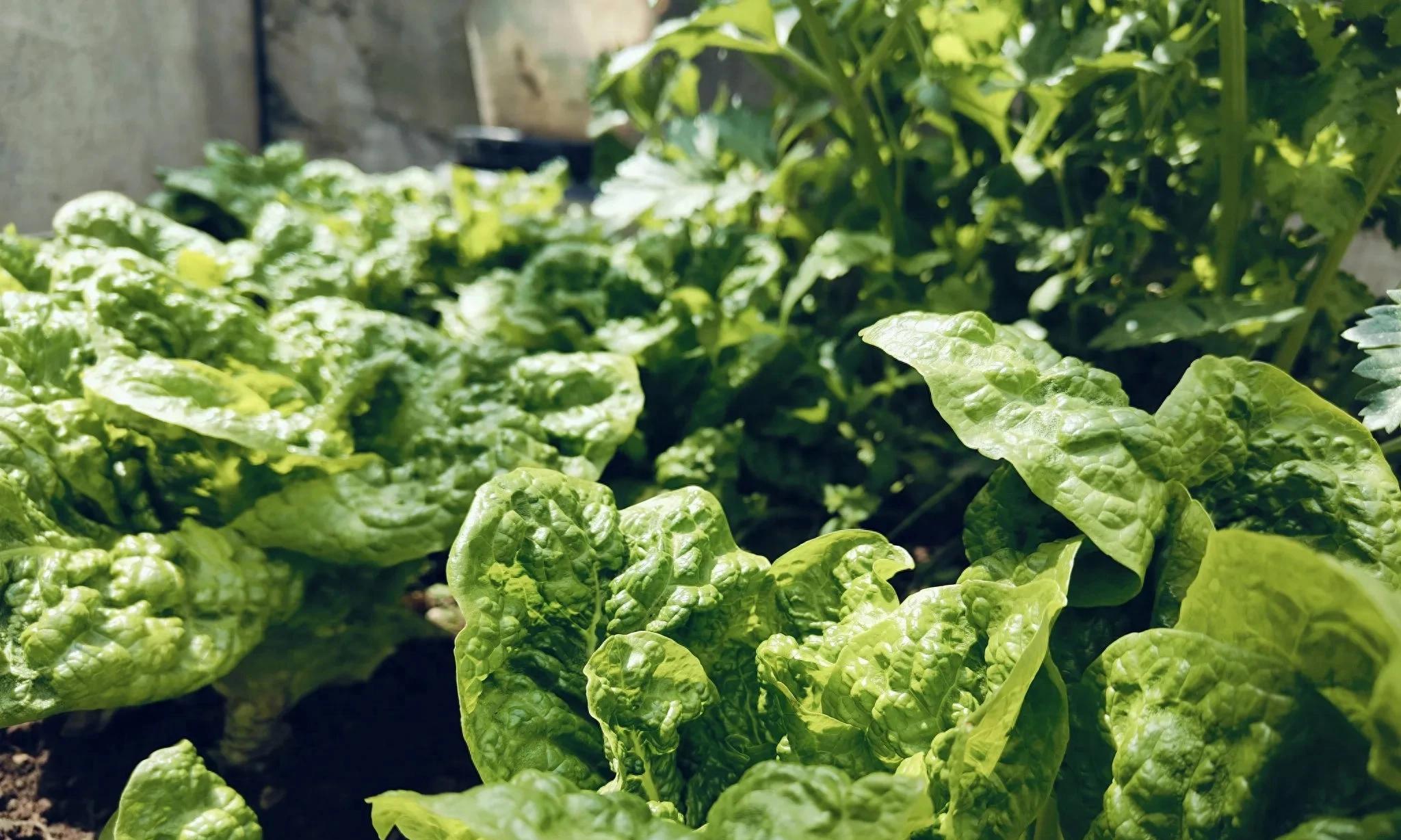 十一月菜园种什么菜?这3类“再生型”蔬菜,种一次能收整个冬天