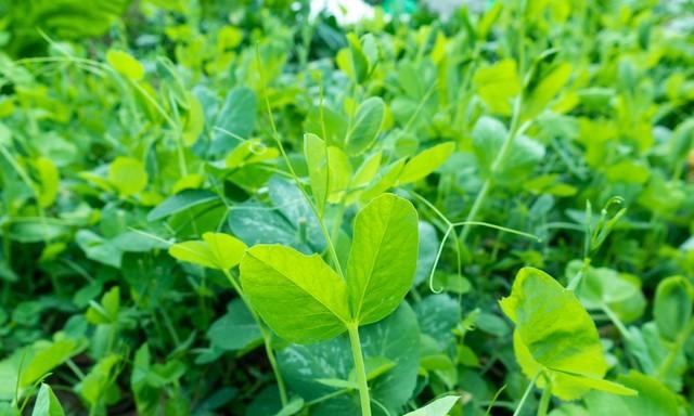 十一月菜园种什么菜?这3类“再生型”蔬菜,种一次能收整个冬天 十一月菜园种什么菜?这3类“再生型”蔬菜,种一次能收整个冬天