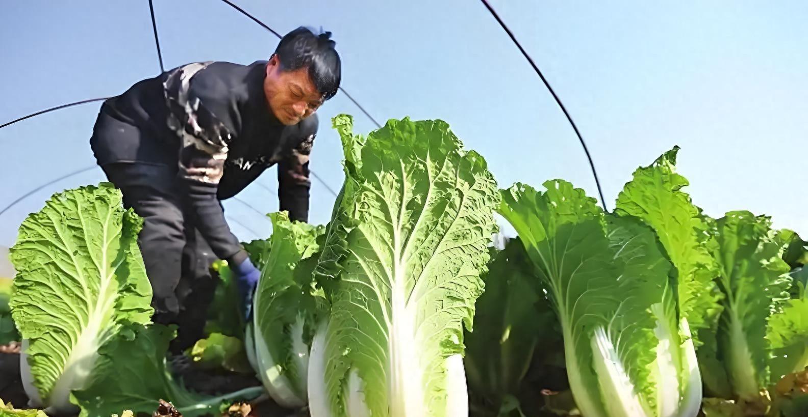白菜萝卜收完了,别瞎放!老农3招+3忌,放到明年开春都水灵!