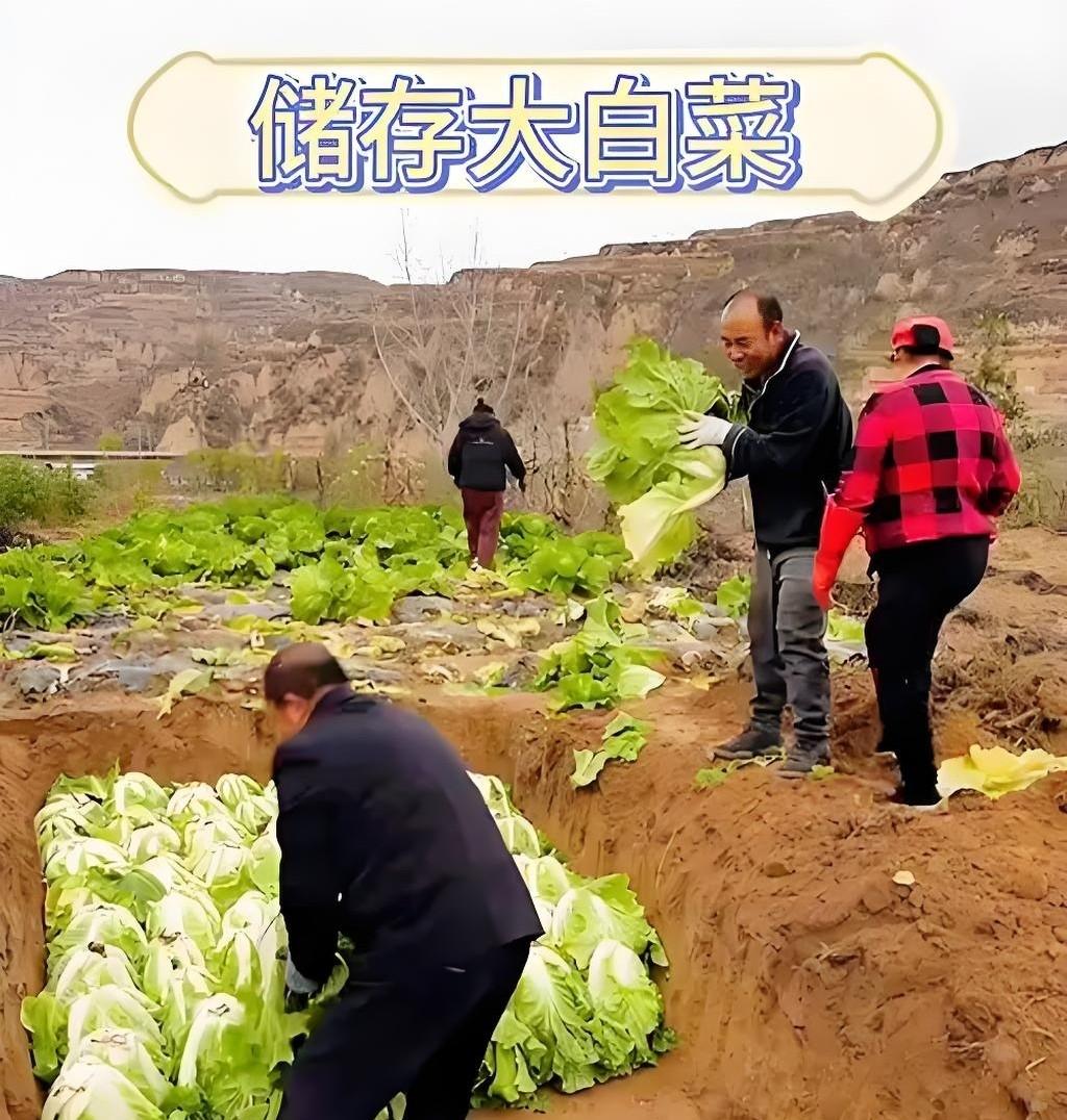 白菜萝卜收完了,别瞎放!老农3招+3忌,放到明年开春都水灵! 白菜萝卜收完了,别瞎放!老农3招+3忌,放到明年开春都水灵!