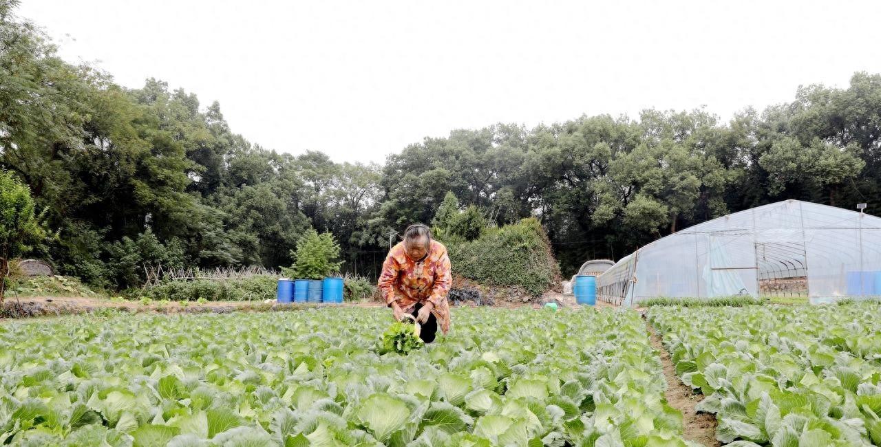 农村种菜有三宝,种啥也都长得好,这是农民种菜的经验和智慧