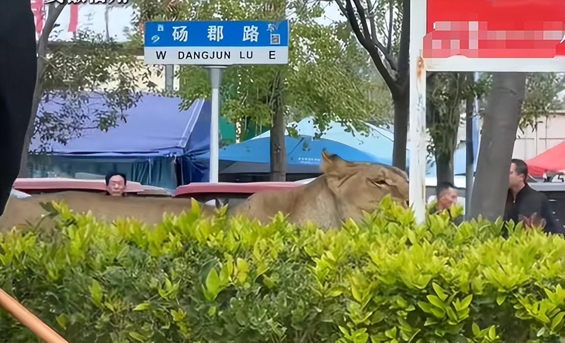 马戏团狮子出逃:抓捕视频曝光,员工只身挡住去路,网友直呼勇猛 马戏团狮子出逃:抓捕视频曝光,员工只身挡住去路,网友直呼勇猛