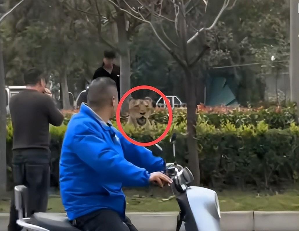 马戏团狮子出逃:抓捕视频曝光,员工只身挡住去路,网友直呼勇猛 马戏团狮子出逃:抓捕视频曝光,员工只身挡住去路,网友直呼勇猛