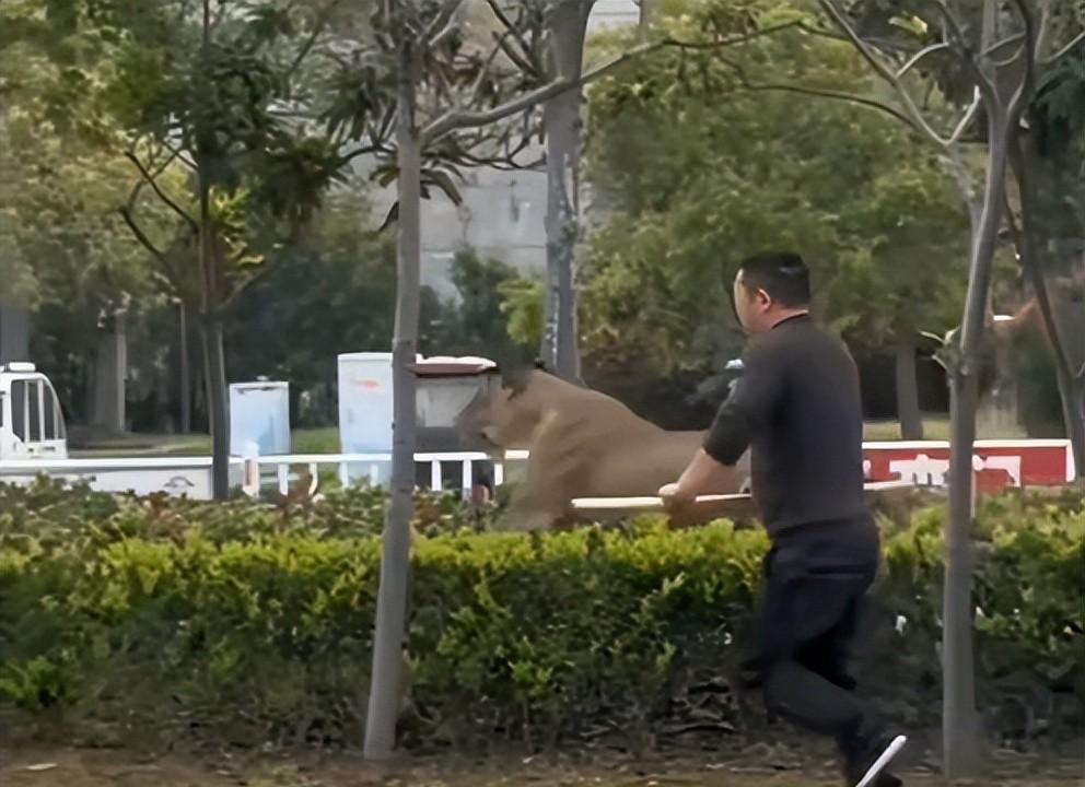 马戏团狮子出逃:抓捕视频曝光,员工只身挡住去路,网友直呼勇猛 马戏团狮子出逃:抓捕视频曝光,员工只身挡住去路,网友直呼勇猛