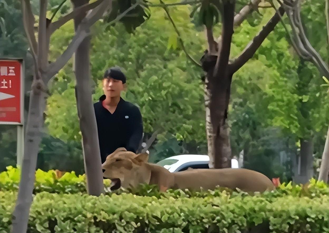 马戏团狮子出逃:抓捕视频曝光,员工只身挡住去路,网友直呼勇猛 马戏团狮子出逃:抓捕视频曝光,员工只身挡住去路,网友直呼勇猛