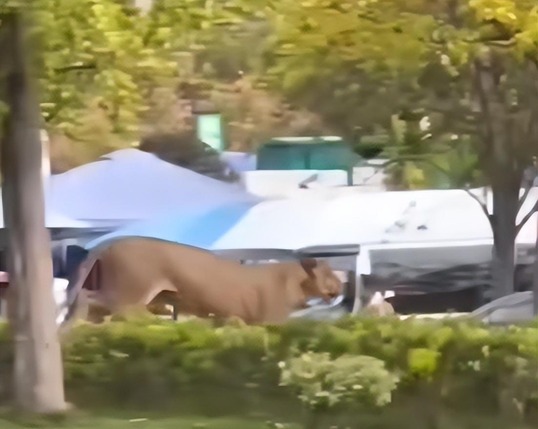 马戏团狮子出逃:抓捕视频曝光,员工只身挡住去路,网友直呼勇猛 马戏团狮子出逃:抓捕视频曝光,员工只身挡住去路,网友直呼勇猛