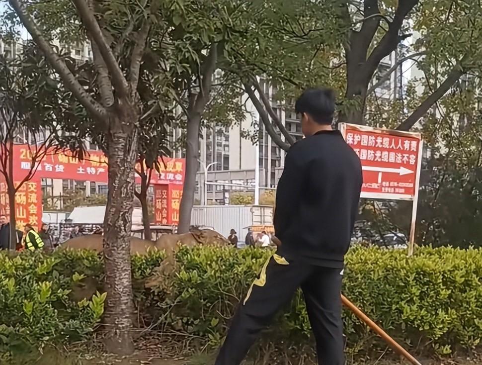 马戏团狮子出逃:抓捕视频曝光,员工只身挡住去路,网友直呼勇猛 马戏团狮子出逃:抓捕视频曝光,员工只身挡住去路,网友直呼勇猛