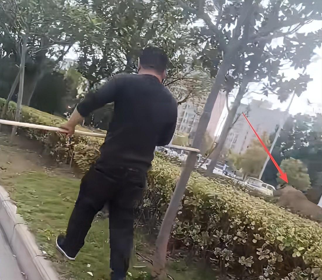 马戏团狮子出逃:抓捕视频曝光,员工只身挡住去路,网友直呼勇猛 马戏团狮子出逃:抓捕视频曝光,员工只身挡住去路,网友直呼勇猛