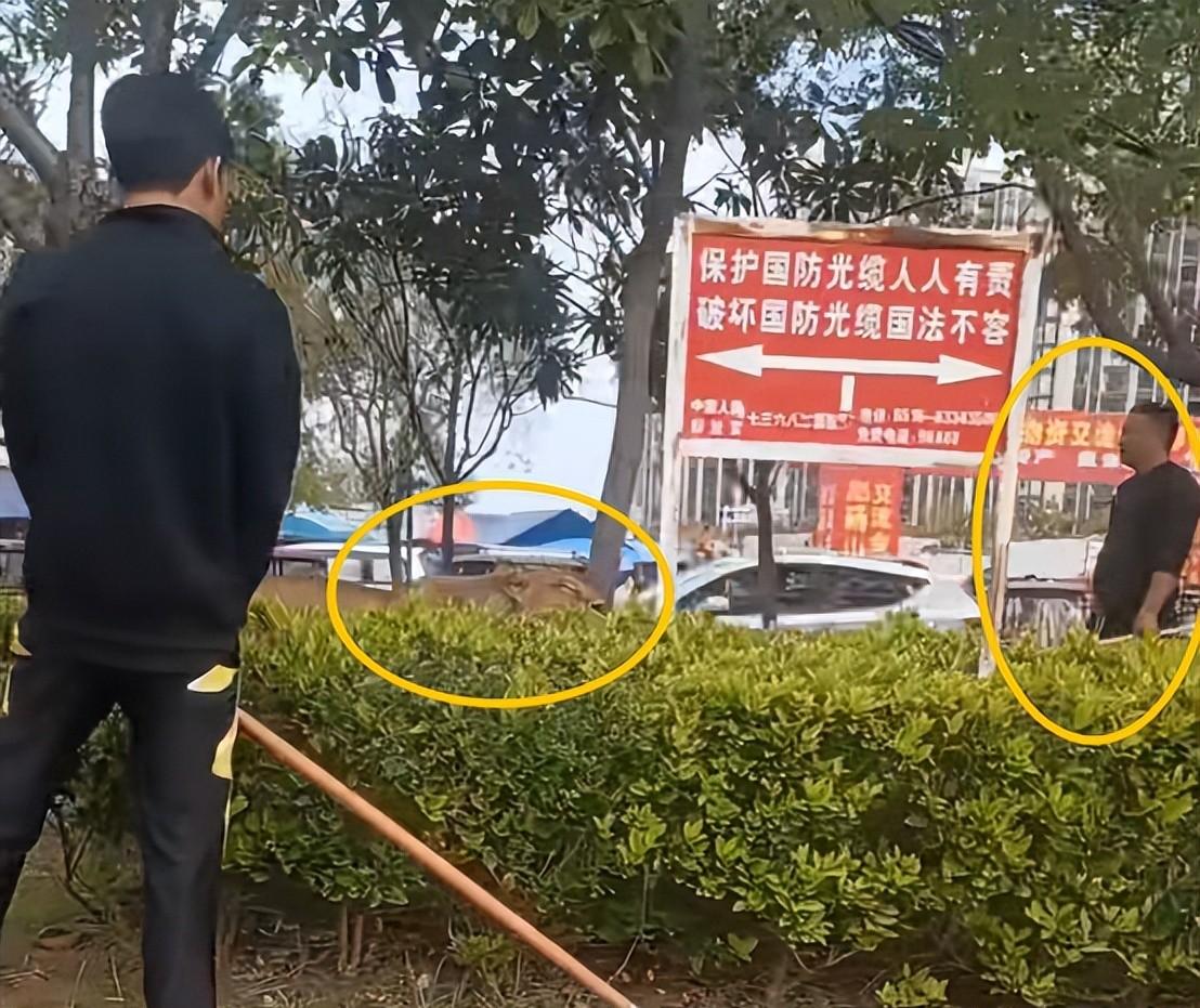 马戏团狮子出逃:抓捕视频曝光,员工只身挡住去路,网友直呼勇猛 马戏团狮子出逃:抓捕视频曝光,员工只身挡住去路,网友直呼勇猛