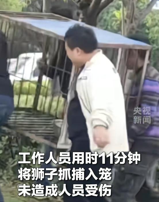 马戏团狮子出逃:抓捕视频曝光,员工只身挡住去路,网友直呼勇猛 马戏团狮子出逃:抓捕视频曝光,员工只身挡住去路,网友直呼勇猛