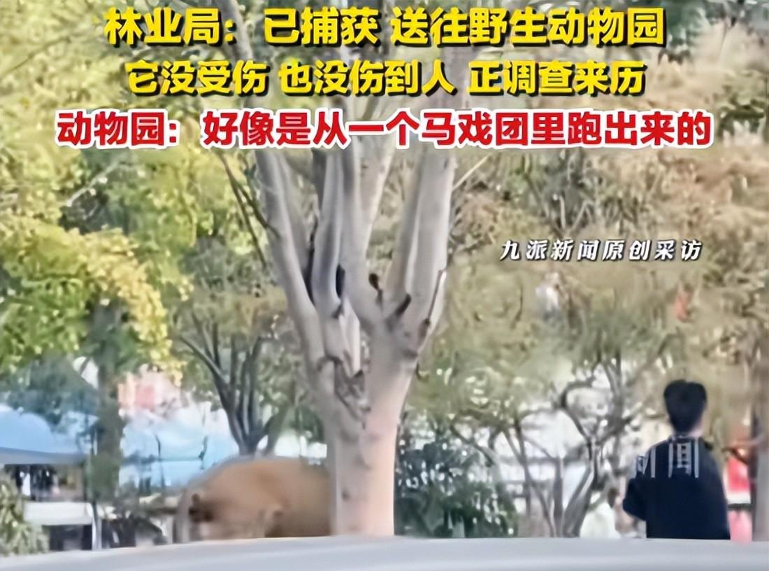 马戏团狮子出逃:抓捕视频曝光,员工只身挡住去路,网友直呼勇猛 马戏团狮子出逃:抓捕视频曝光,员工只身挡住去路,网友直呼勇猛