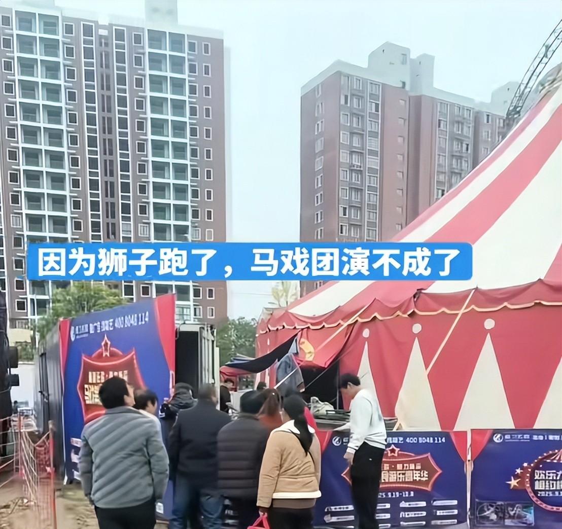 马戏团狮子出逃:抓捕视频曝光,员工只身挡住去路,网友直呼勇猛 马戏团狮子出逃:抓捕视频曝光,员工只身挡住去路,网友直呼勇猛