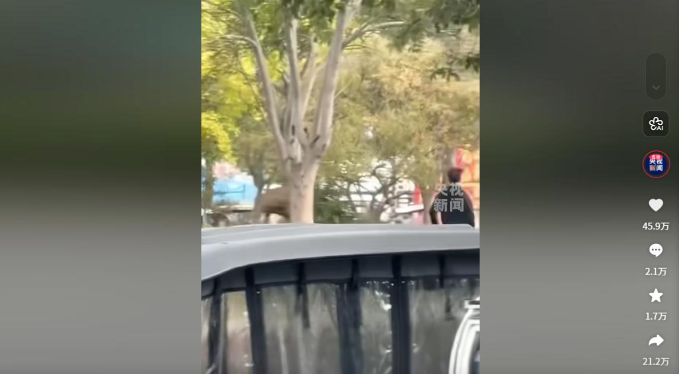 马戏团狮子出逃:抓捕视频曝光,员工只身挡住去路,网友直呼勇猛 马戏团狮子出逃:抓捕视频曝光,员工只身挡住去路,网友直呼勇猛