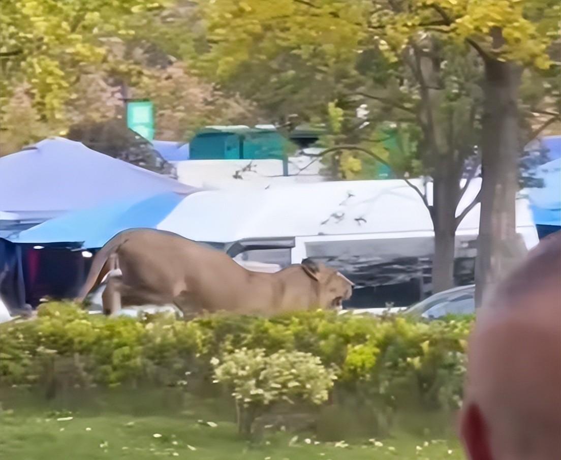 马戏团狮子出逃:抓捕视频曝光,员工只身挡住去路,网友直呼勇猛 马戏团狮子出逃:抓捕视频曝光,员工只身挡住去路,网友直呼勇猛