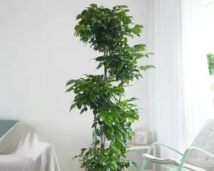 绿宝修剪方法有哪些?修剪绿宝需要注意什么? 绿宝修剪方法有哪些?修剪绿宝需要注意什么?