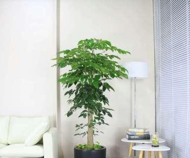 绿宝修剪方法有哪些？修剪绿宝需要注意什么？