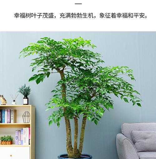 绿宝修剪方法有哪些?修剪绿宝需要注意什么? 绿宝修剪方法有哪些?修剪绿宝需要注意什么?