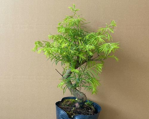 水杉怎么养家庭养法?有哪些注意事项和技巧? 水杉怎么养家庭养法?有哪些注意事项和技巧?