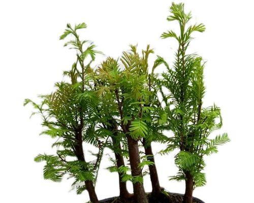 水杉怎么养家庭养法?有哪些注意事项和技巧? 水杉怎么养家庭养法?有哪些注意事项和技巧?