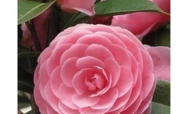 山茶花（用山茶花的花语传递深情意义）