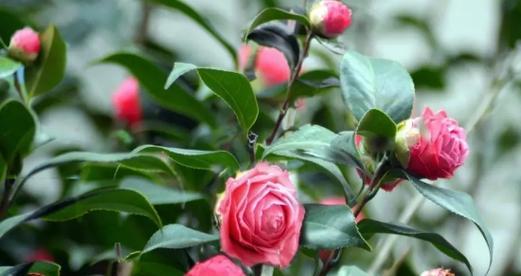 山茶花（用山茶花的花语传递深情意义）