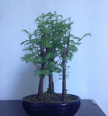 水杉怎么养家庭养法?有哪些注意事项和技巧? 水杉怎么养家庭养法?有哪些注意事项和技巧?