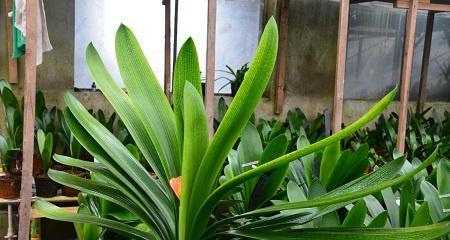 君子兰开花的美丽与意义（探究君子兰开花的象征与启示）