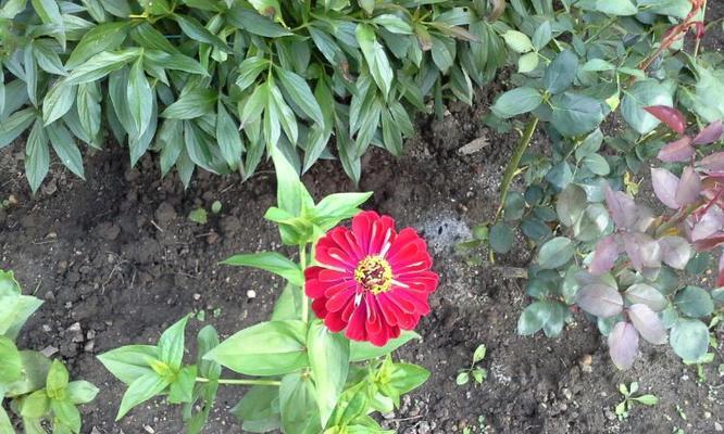 一年生花卉有哪些种类?如何选择适合自己的花卉?