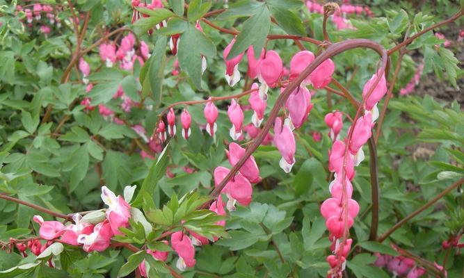 一年生花卉有哪些种类?如何选择适合自己的花卉? 一年生花卉有哪些种类?如何选择适合自己的花卉?