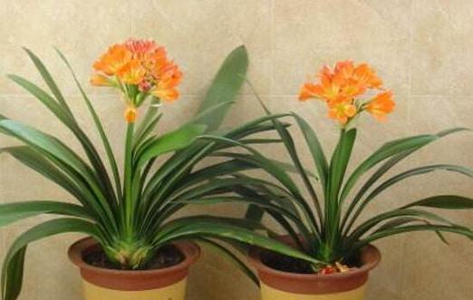 君子兰开花的美丽与意义（探究君子兰开花的象征与启示）