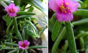 一年生花卉有哪些种类?如何选择适合自己的花卉? 一年生花卉有哪些种类?如何选择适合自己的花卉?