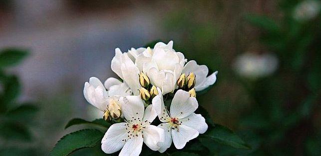 荼蘼花的寓意与象征（揭示荼蘼花的神秘符号及其象征意义）