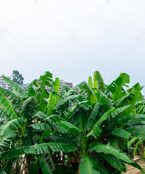 香蕉树几年结果实？如何加速其结果周期？