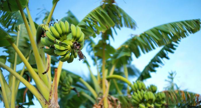 香蕉树几年结果实?如何加速其结果周期? 香蕉树几年结果实?如何加速其结果周期?