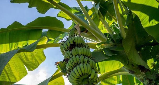 香蕉树几年结果实?如何加速其结果周期? 香蕉树几年结果实?如何加速其结果周期?