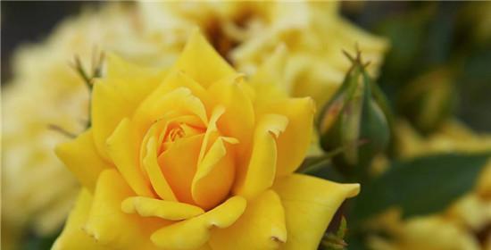 遗憾的花（以花语表达遗憾情感的花朵）