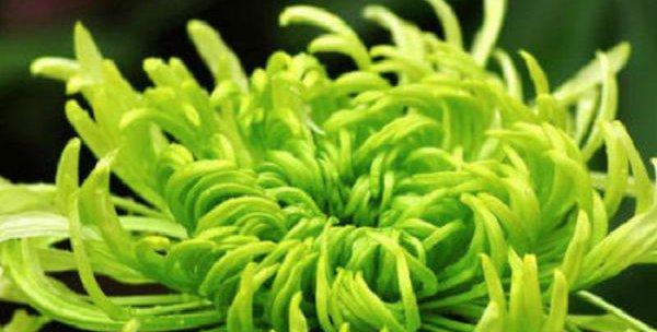 菊花好养吗？养殖方法和养护要点是什么？