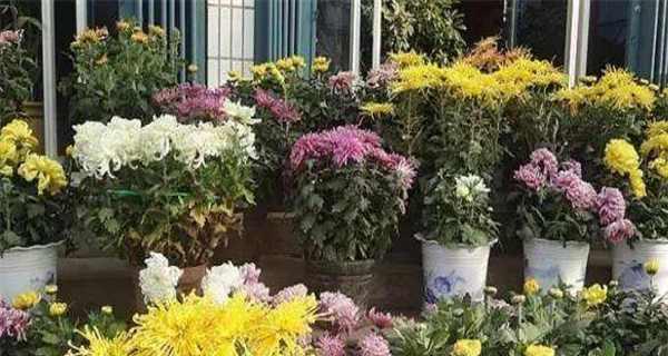 菊花好养吗？养殖方法和养护要点是什么？