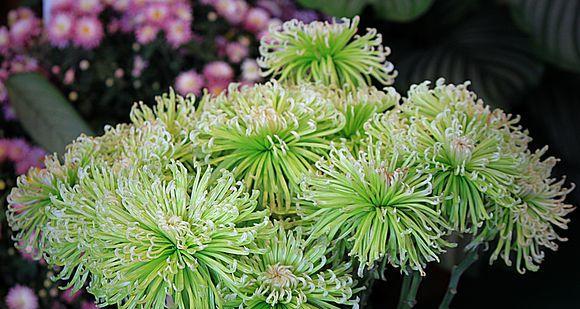 菊花好养吗?养殖方法和养护要点是什么?