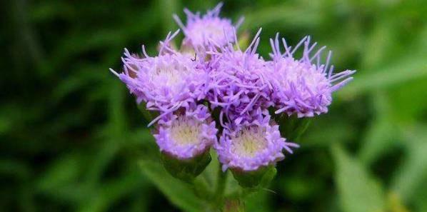 用菊花代表尊重——传递尊重的力量（以花为媒介）