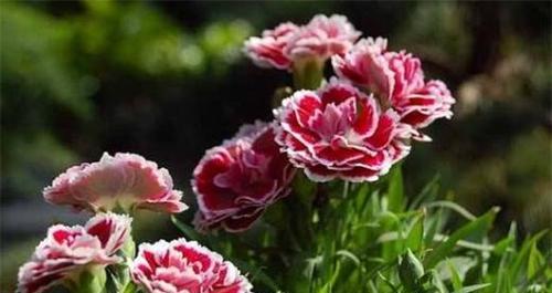 用菊花代表尊重——传递尊重的力量（以花为媒介）