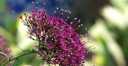 《以白色玫瑰花语为主题的道歉》（当花朵传递歉意）