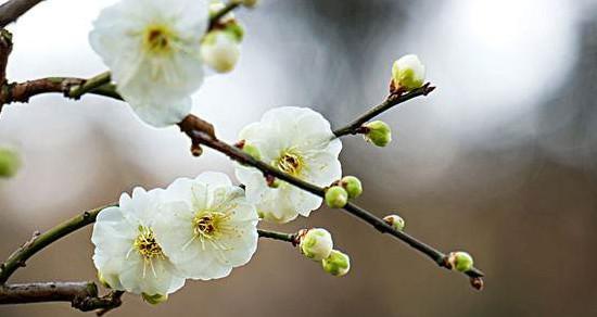 廉洁之花（廉洁不忘初心）