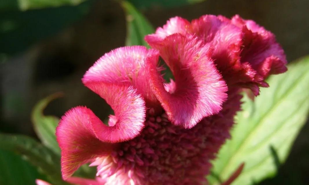 鸡冠花花语(探索鸡冠花的花语及象征意义) 鸡冠花花语(探索鸡冠花的花语及象征意义)
