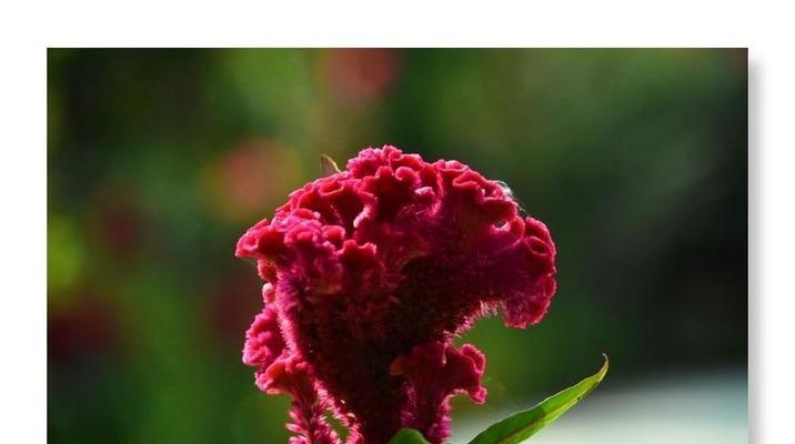 鸡冠花花语(探索鸡冠花的花语及象征意义) 鸡冠花花语(探索鸡冠花的花语及象征意义)